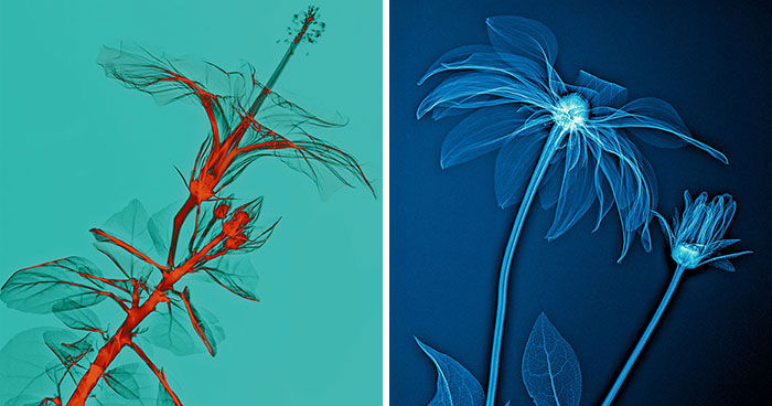 17 Pictures Of Plants That I Took Using X-Ray