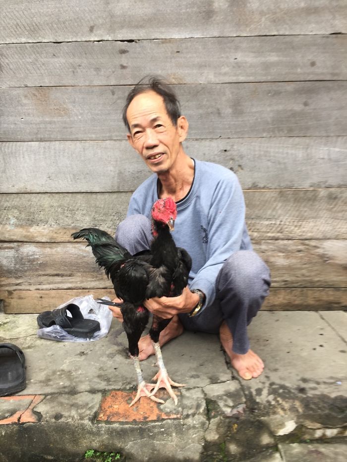 Vietnam. Man Is “ Fine Tuning” His Bird By Cutting His Feathers On The Inside Of The Legs.