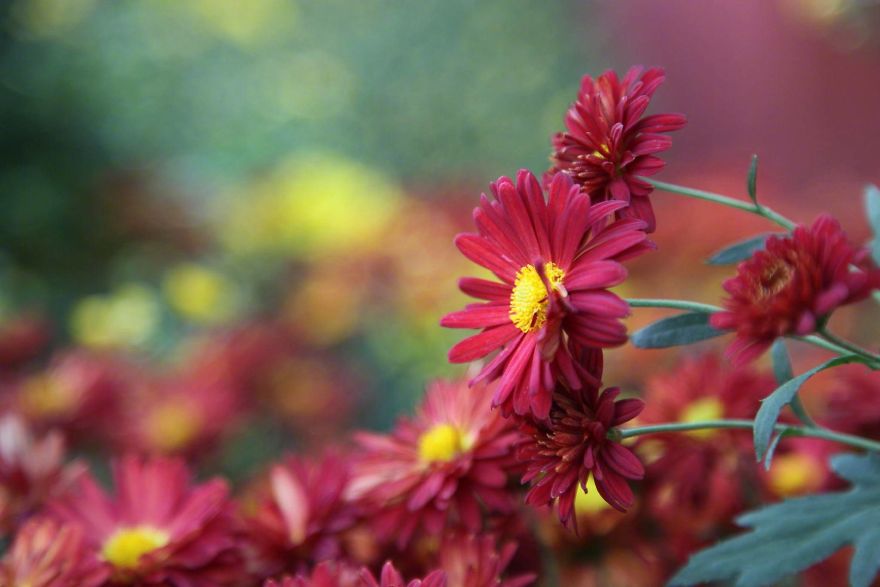Daisy Flower &ndash; Meaning, Symbolism And Colors