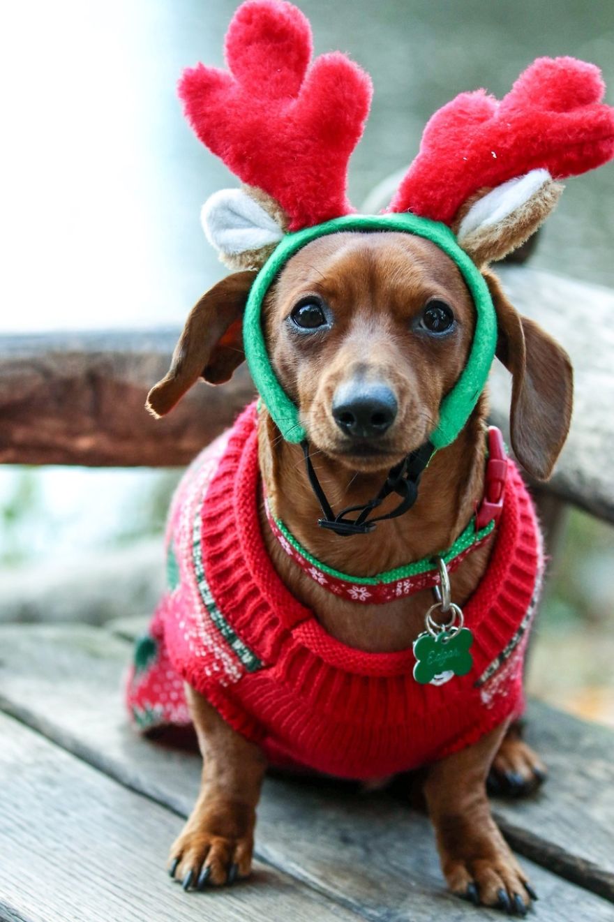 These Dogs In Ugly Sweaters Sleigh The Internet