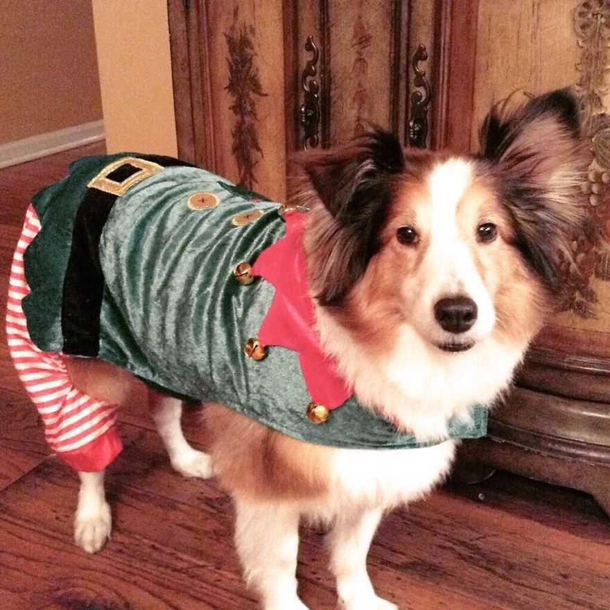 These Dogs In Ugly Sweaters Sleigh The Internet