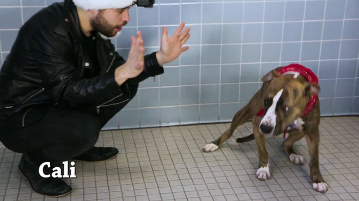 This Magician Made Treats Disappear And Shelter Dogs' Reactions Will Crack You Up