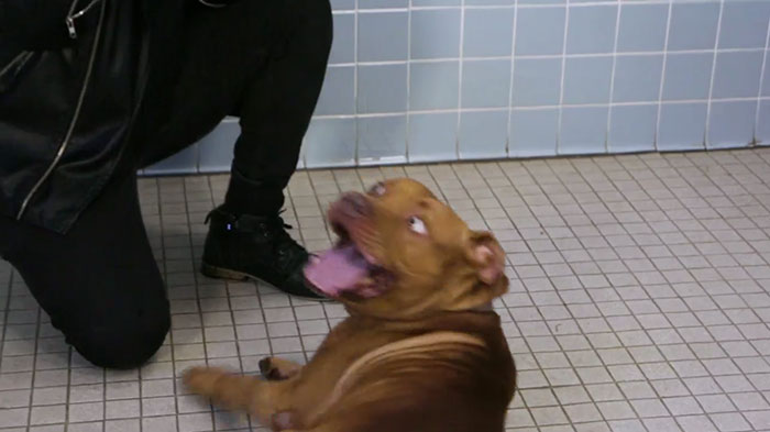 This Magician Made Treats Disappear And Shelter Dogs' Reactions Will Crack You Up