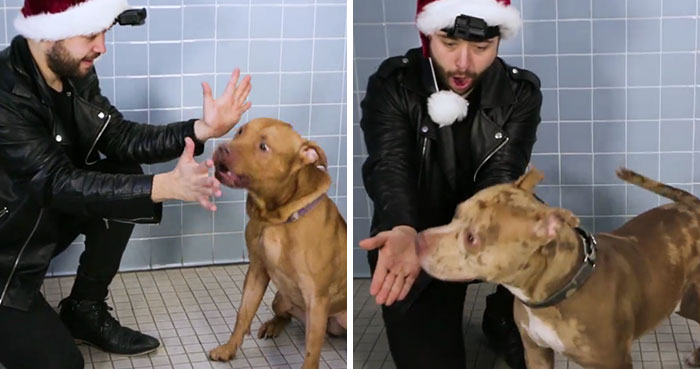 This Magician Made Treats Disappear And Shelter Dogs’ Reactions Will Crack You Up