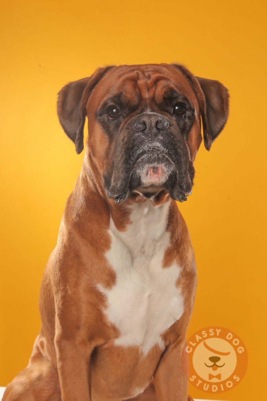 Blogging Via Boxer Dog