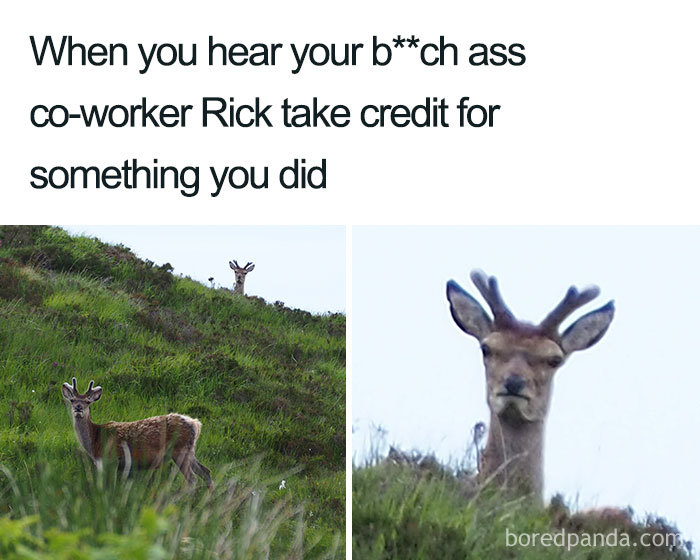 Meme about another coworker taking a credit with an angry deer 