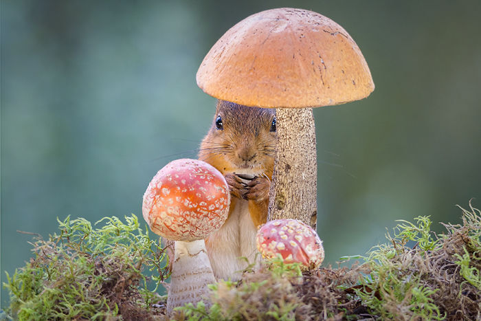 Mushroom Whisperer ( Published In Sweden As A Postcard)