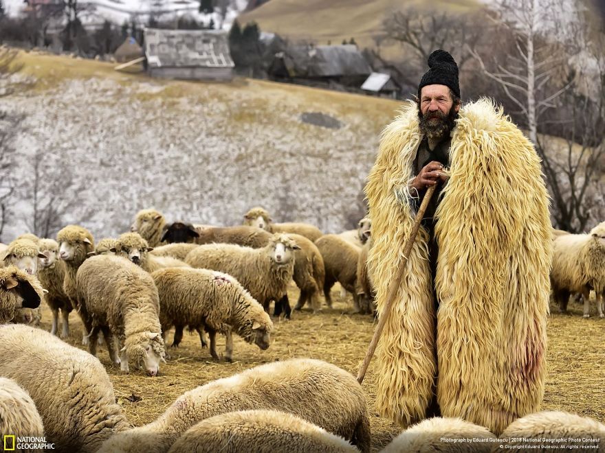 The Shepherd From Transylvania, Eduard Gutescu