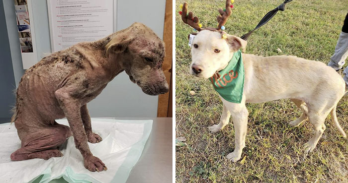 Dog Who Was So Weak Everyone Thought She’s Gonna Die Recovers In Less Than 2 Months