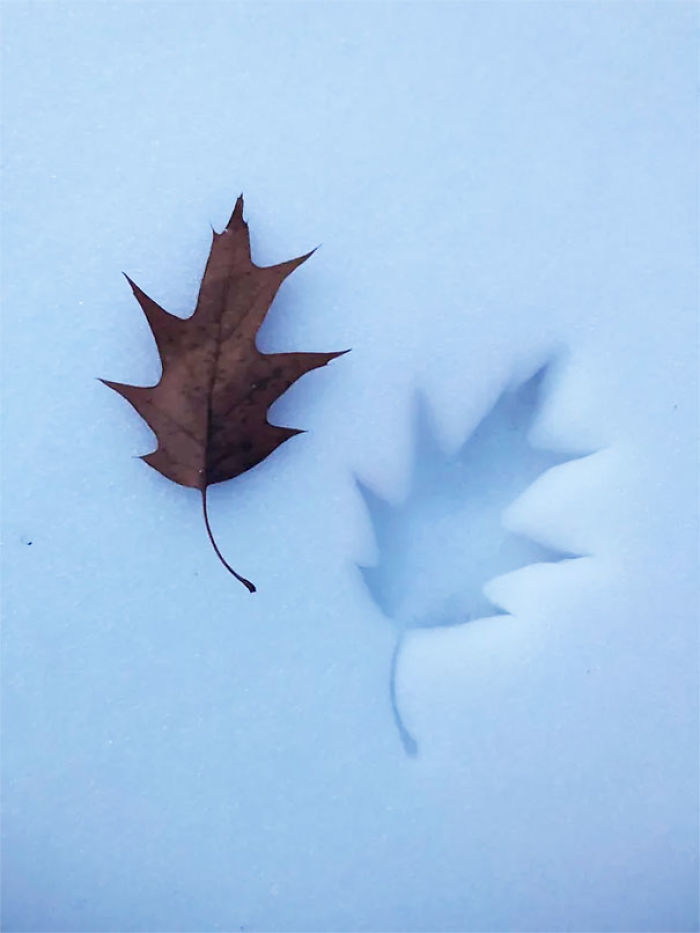 The Way This Leaf Left An Impression In The Snow