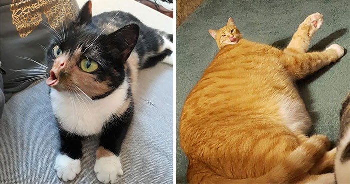 People Are Submitting Pics Of Their Pets To This Instagrammer, And She Gives Them Hilarious Makeovers