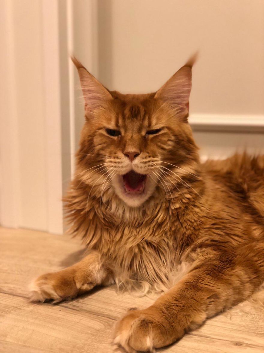 Meet Willy Coon , Giant Yawning Cat