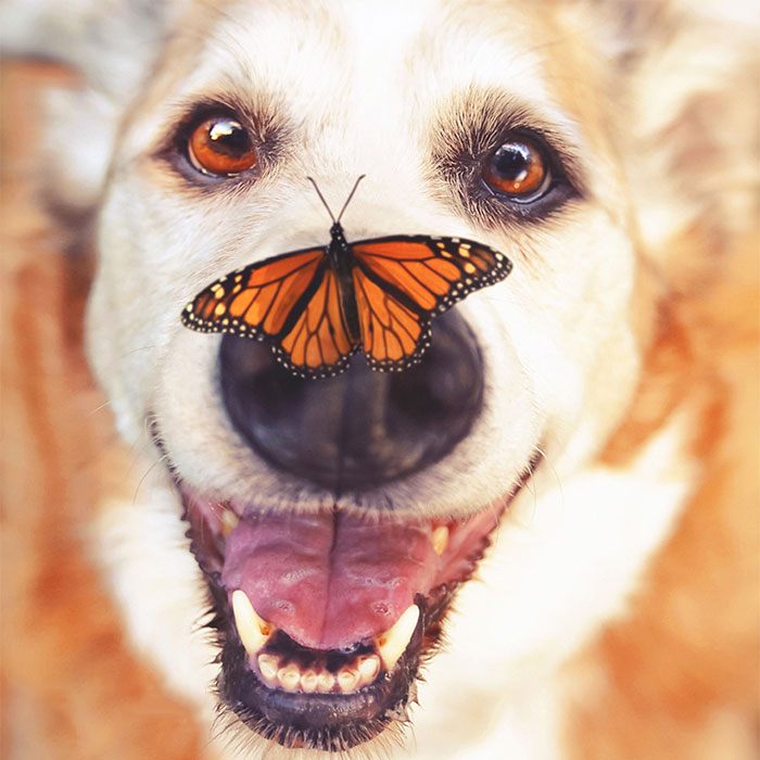 I Photograph Senior Dogs To Preserve Their Memories In Honor Of My Own Dogs That Passed Away (30 Pics)