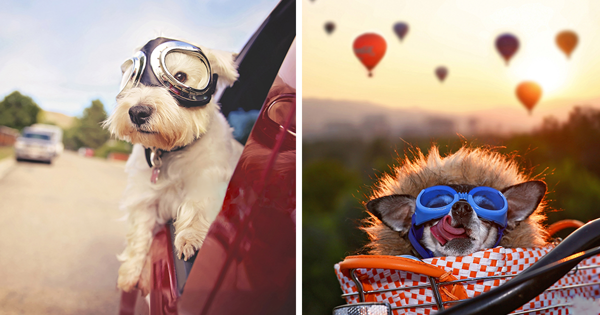 QYマステ10月新作♡Take a photo PET I Photograph Senior Dogs To Preserve Their Memories In Honor Of My