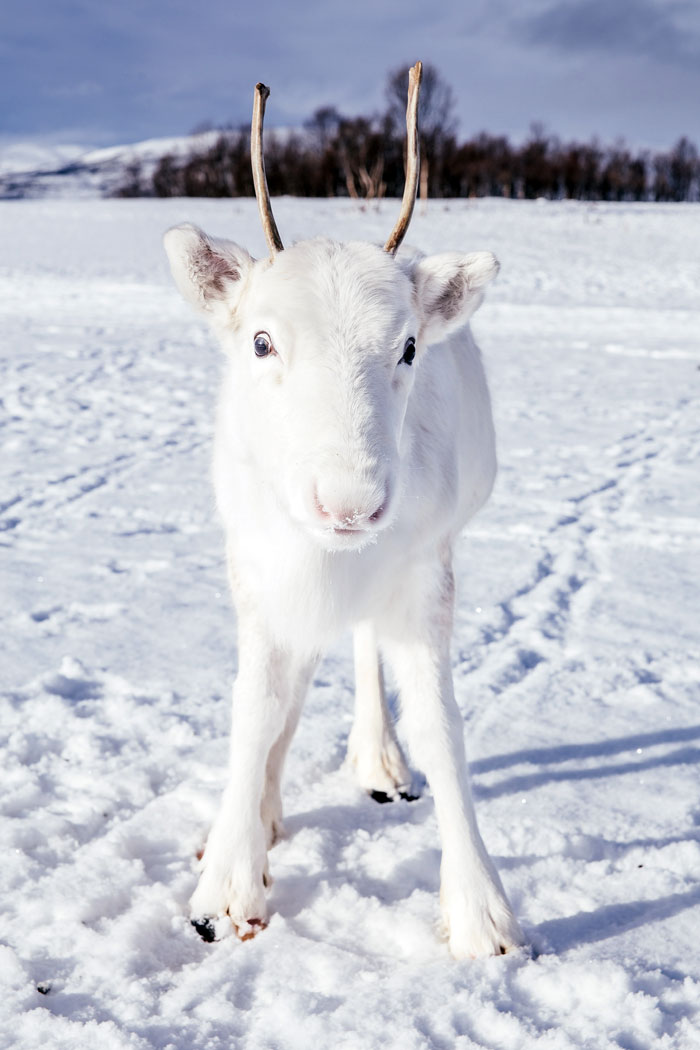 Photographer Captures Extremely Rare White Baby Reindeer While Hiking In Norway (6 Pics)