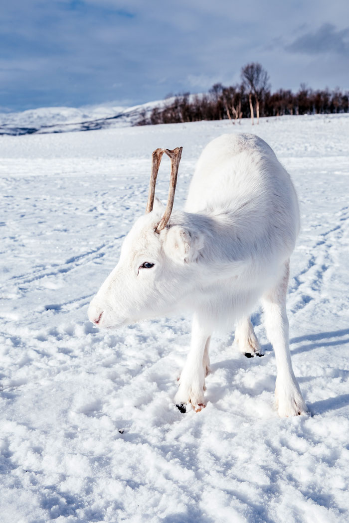 Photographer Captures Extremely Rare White Baby Reindeer While Hiking In Norway (6 Pics)