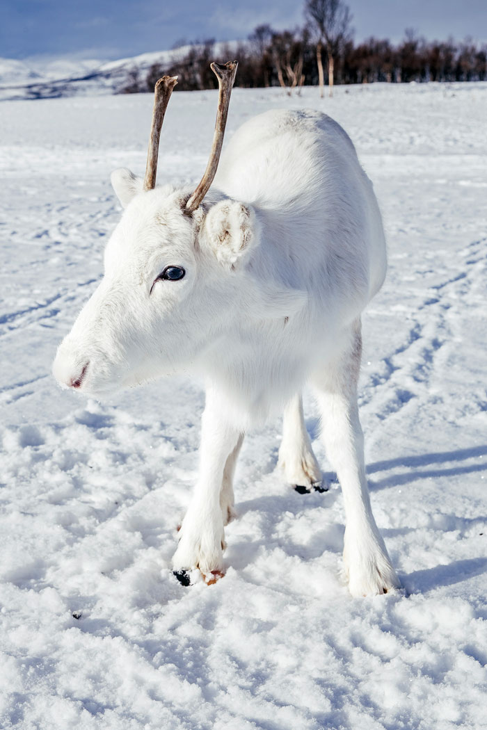 900 Koleksi Gambar Binatang Rusa Kutub HD Terbaik