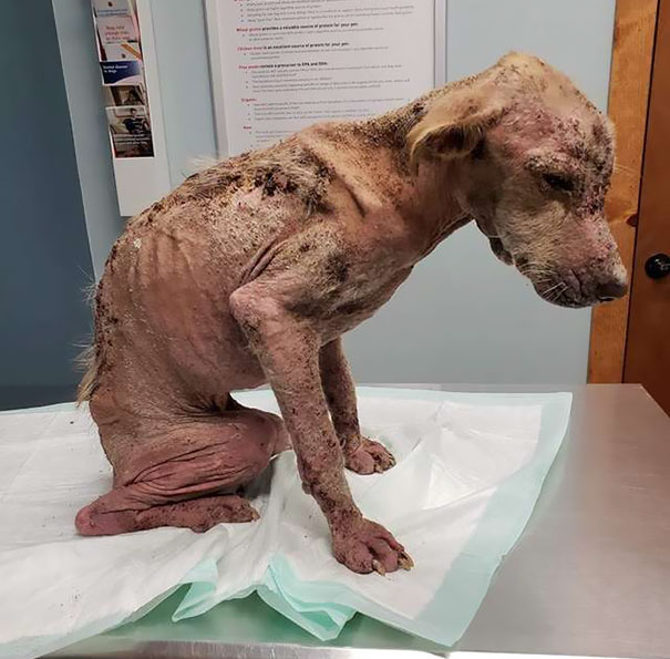Dog Who Was So Weak Everyone Thought She S Gonna Die Recovers In