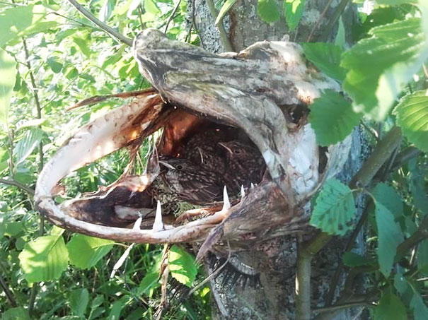 Birds Using A Dead Pike's Mouth To Nest