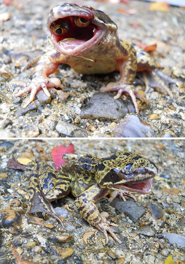 Frog With Eyes In Its Mouth As A Result Of Macromutation