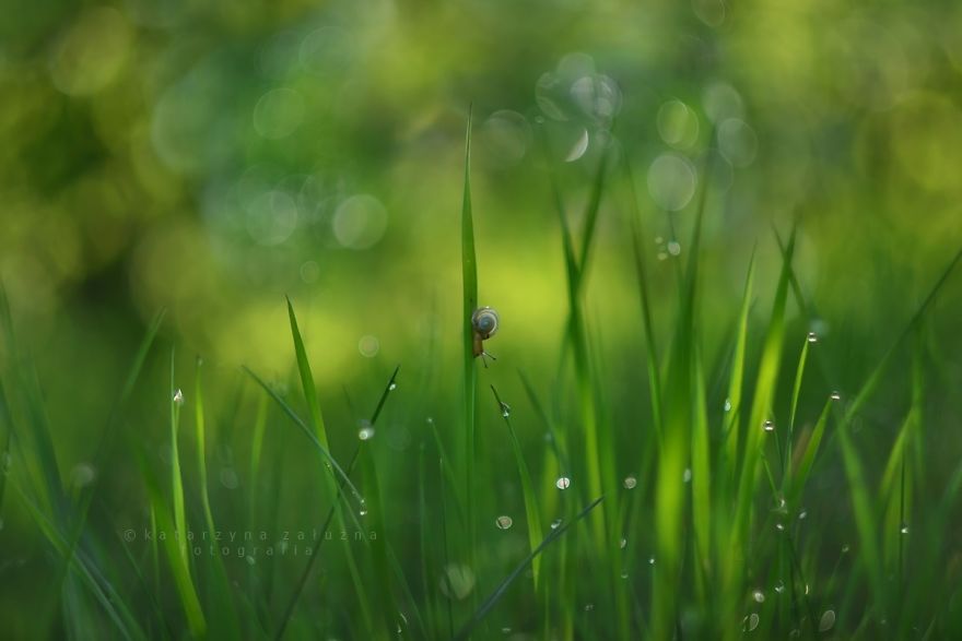 I Use A Bokeh Effect To Show How Fragile And Stunning Nature Is | Bored ...