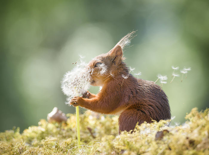 I Followed Squirrels Daily With My Camera For 6 Years And Here Are 50 Of My Best Photos