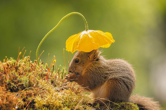 Sun Head (How Hard Can It Be To Get A Squirrel Under A Flower. It Is Very Rare :) Finalist In Smithsonian And Published In Magazines)