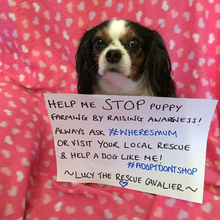 UK Government Bans Selling Puppies At Pet Stores After This Heartbreaking Dog Story Goes Viral