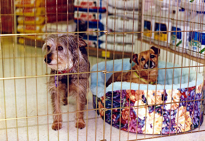 UK Government Bans Selling Puppies At Pet Stores After This Heartbreaking Dog Story Goes Viral