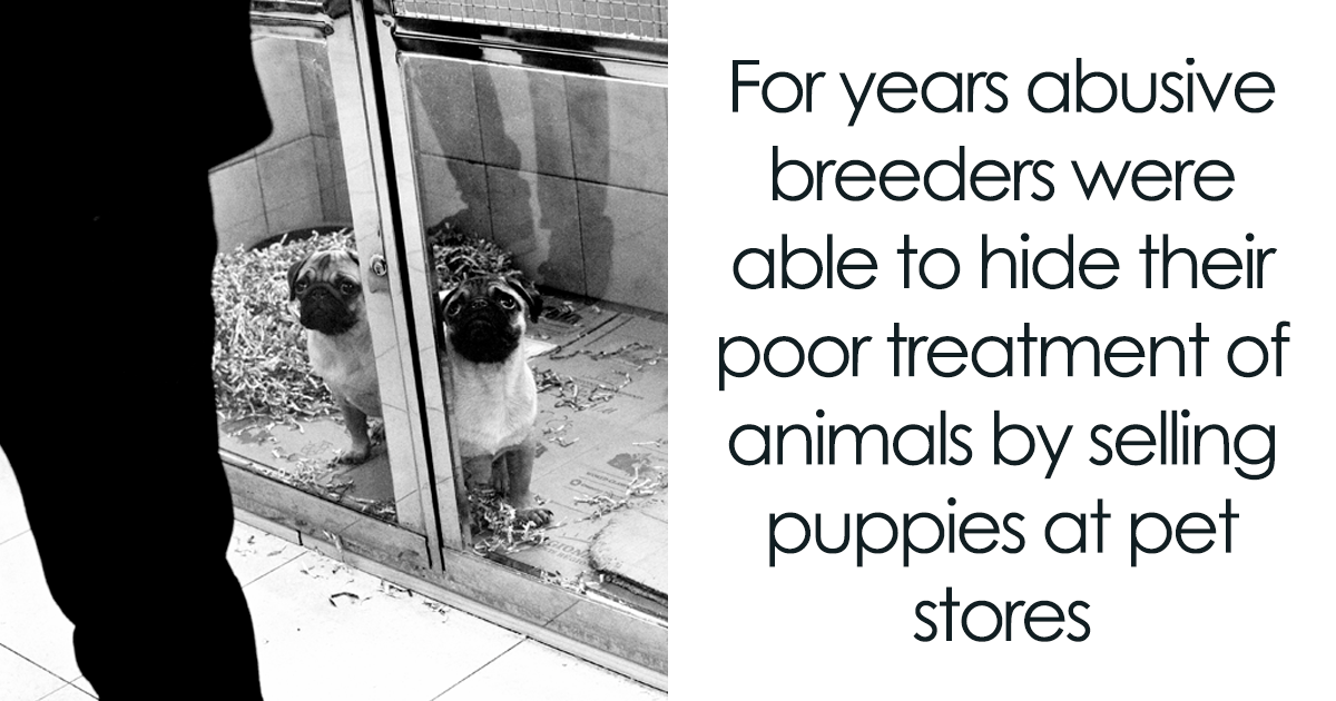 UK Government Bans Selling Puppies At Pet Stores After This Heartbreaking  Dog Story Goes Viral | Bored Panda