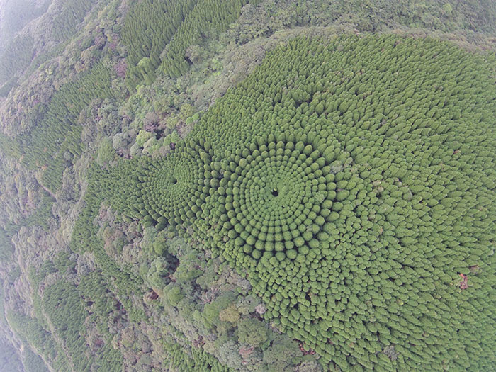 Japanese Experiment That Took Half A Century Ended In Amazing Tree 'Crop Circles'