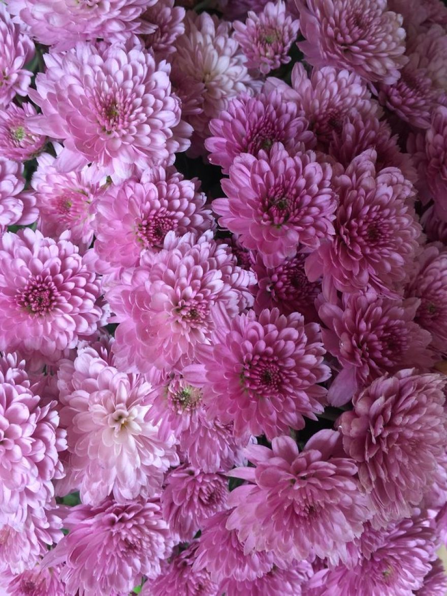 Daisy Flower &ndash; Meaning, Symbolism And Colors