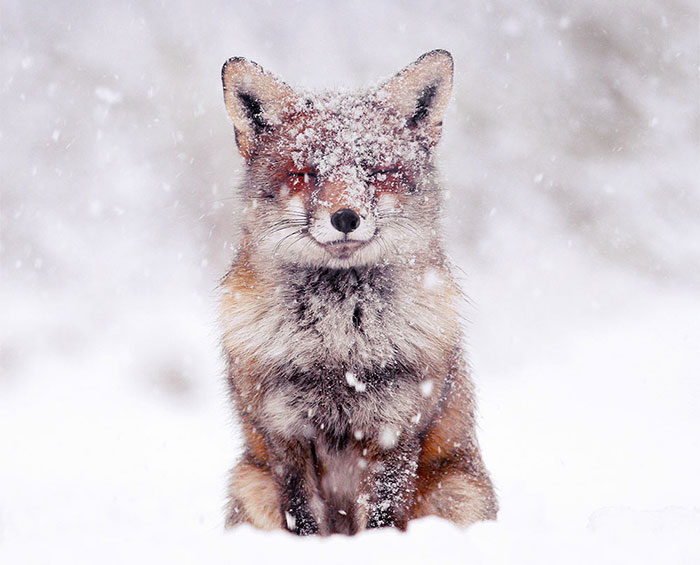 Photographer Documents Stunning Wild Foxes Enjoying The Snow (New Pics)