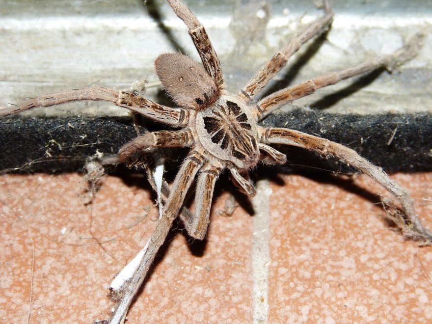 Interesting Facts About Wolf Spiders