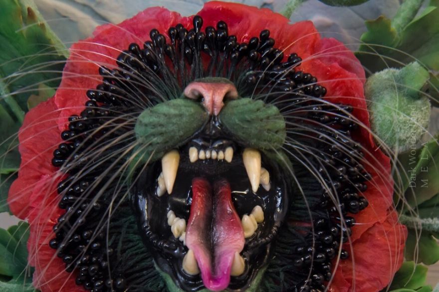 Cat-Flowers.