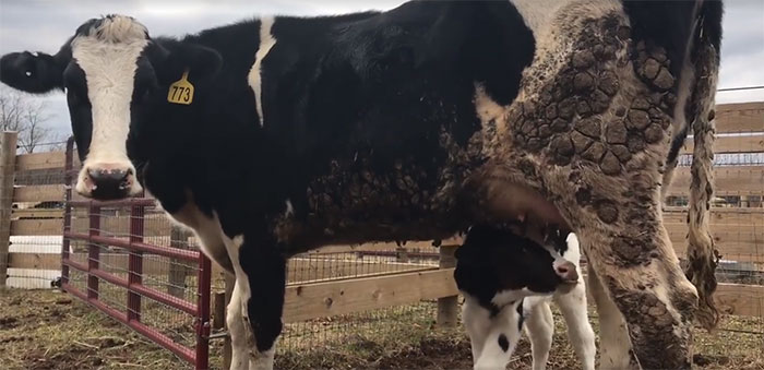 Pregnant Cow Escapes From A Truck That Was Taking Her To The Slaughterhouse And Gives Birth To A Wonderful Calf