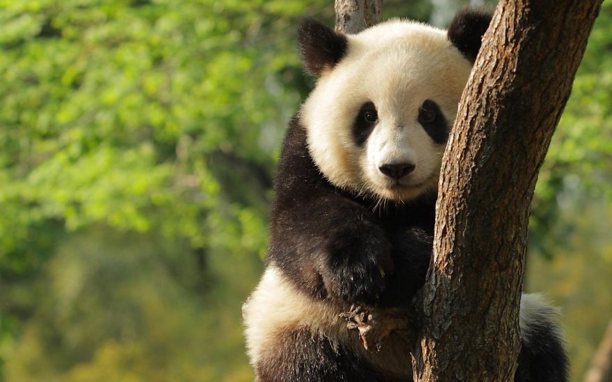 Why Are Pandas Endangered ?