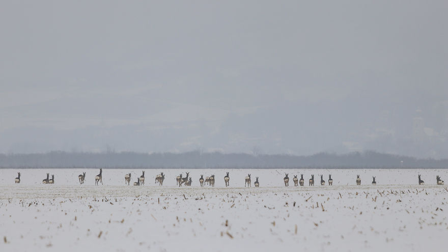 Deer-Credible Story From Snow Field