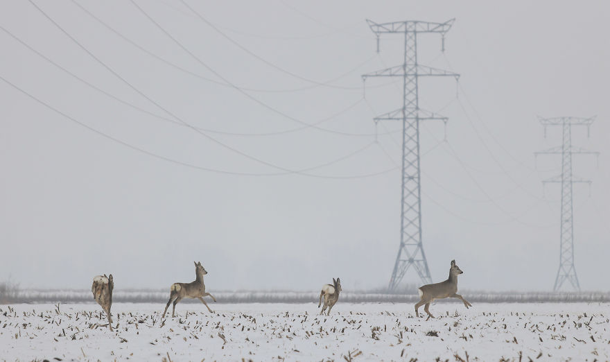 Deer-Credible Story From Snow Field