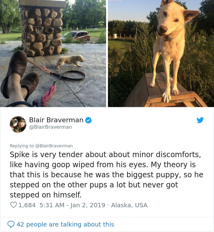 The Way This Woman Described Each And Every One Of Her 20 Sled Dogs Is Hilariously Wholesome