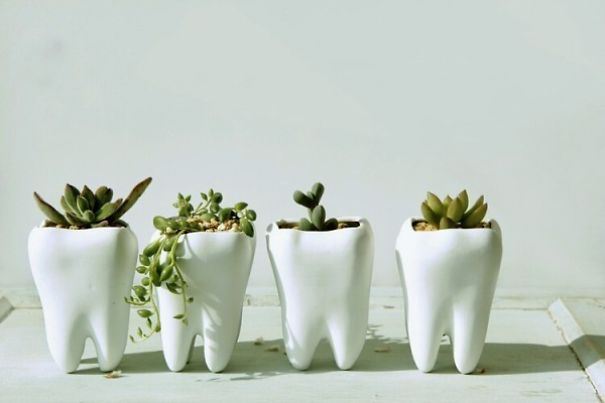 7 Of The Cutest And Most Intriguing Succulent Planters