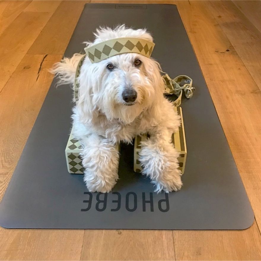 Find Motivation & Yoga Tips On Instagram Through This Pawsitive Pooch Find Motivation & Yoga Tips On Instagram Through This Pawsitive Pooch