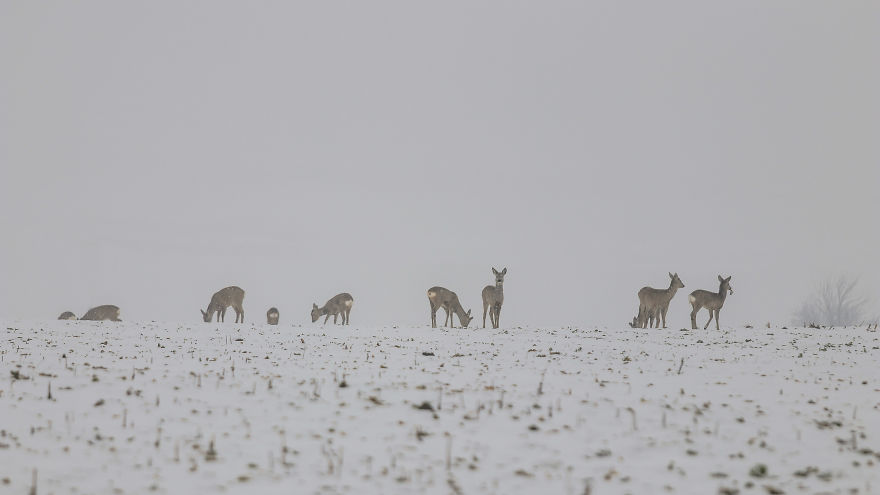 Deer-Credible Story From Snow Field