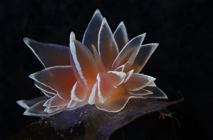3rd Place, Nudibranch, "Frosted Pearl" By Bettina Balnis