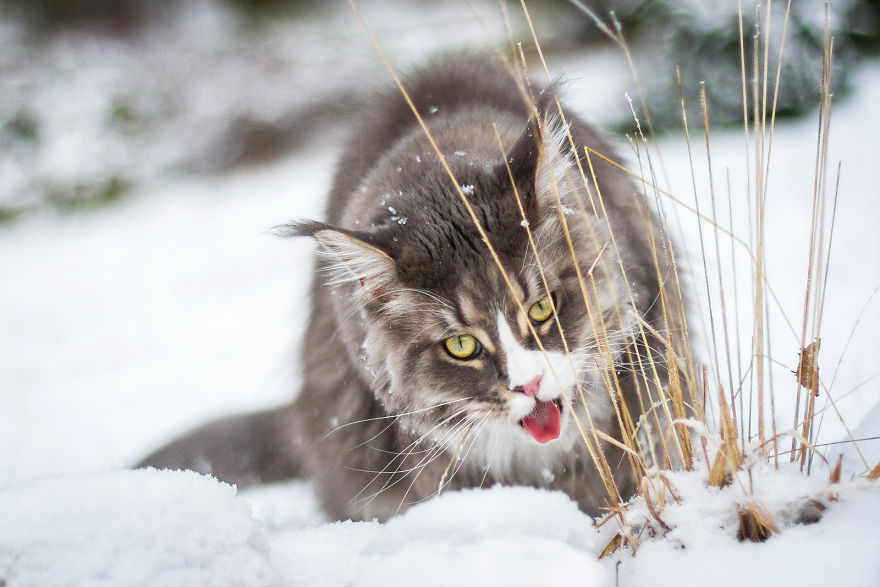 I Capture Beauty And Soul Of My Cats
