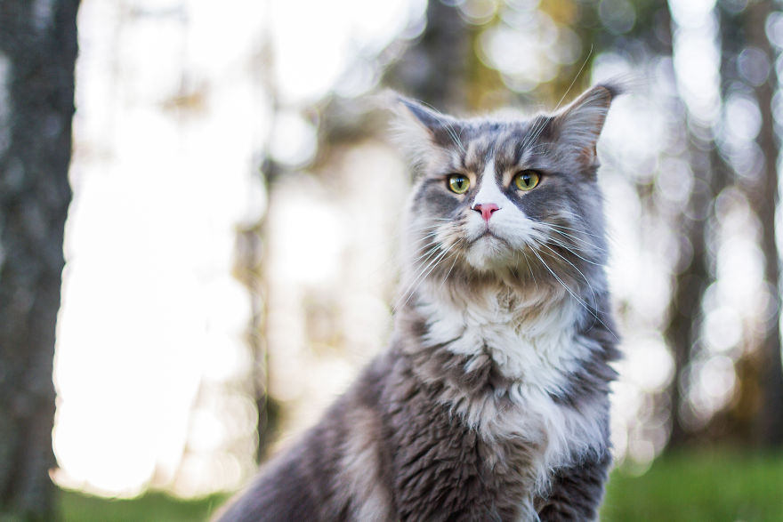 I Capture Beauty And Soul Of My Cats