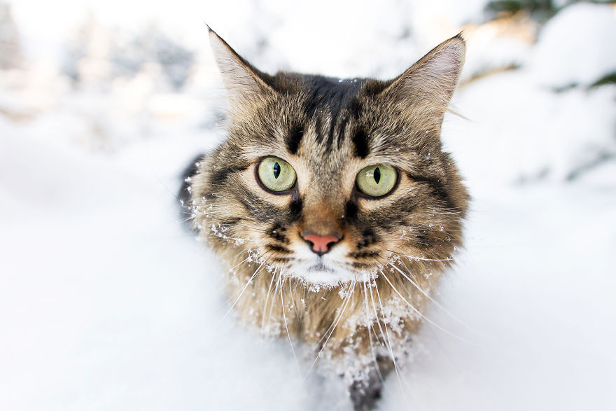 I Capture Beauty And Soul Of My Cats