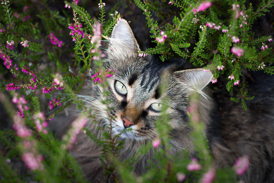 I Capture Beauty And Soul Of My Cats