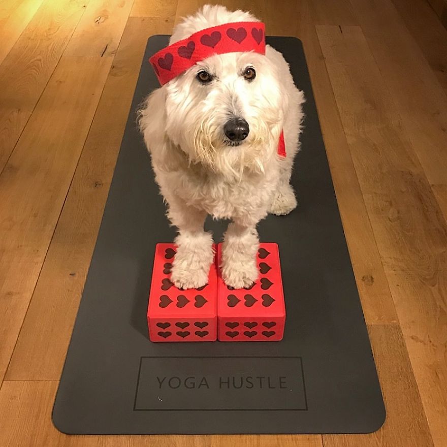 Find Motivation & Yoga Tips On Instagram Through This Pawsitive Pooch Find Motivation & Yoga Tips On Instagram Through This Pawsitive Pooch