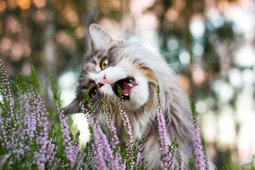 I Capture Beauty And Soul Of My Cats